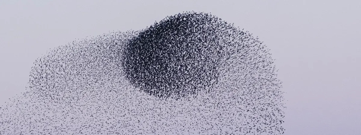 A vast swarm of starlings forms a dense, dark, circular shape against a pale, almost white sky during a murmuration.